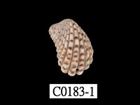 藏品(算盤蛤)的圖片